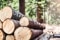 La foto mostra lunghi tronchi d’albero nel bosco. (Foto: © Krasula / Shutterstock.com)